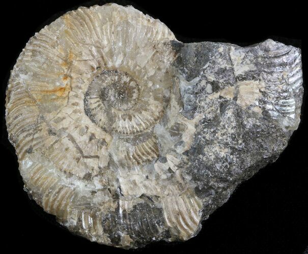 Wide Kosmoceras Ammonite - England #42656
